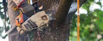 How Our Tree Care Process Works  in  Semmes, AL